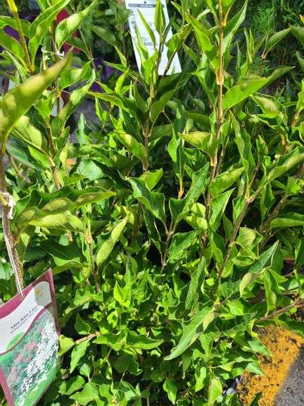 5) Miss Kim Lilac Plants
