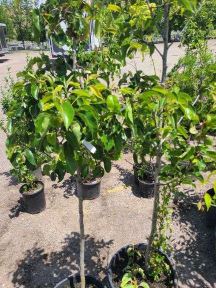 2) Cleveland Select Flowering Pear Trees