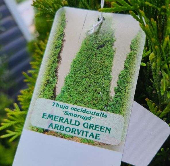Emerald Green Arborvitae