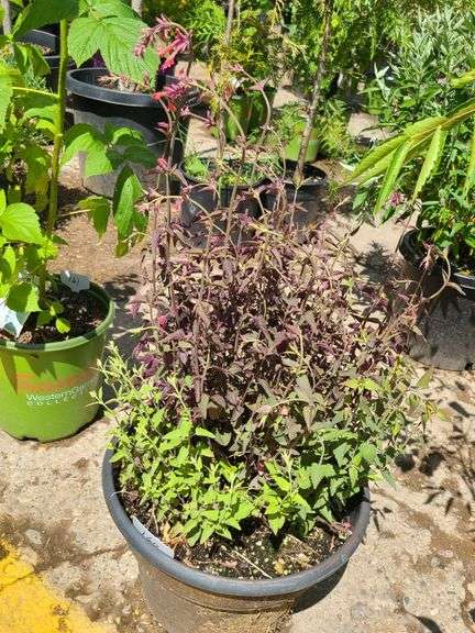 Japanese Spirea