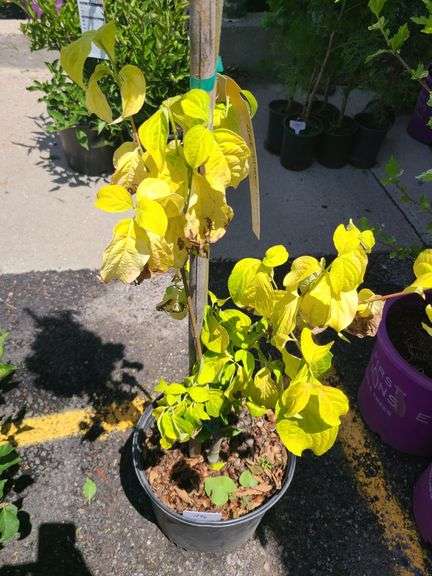 Persian Ironwood