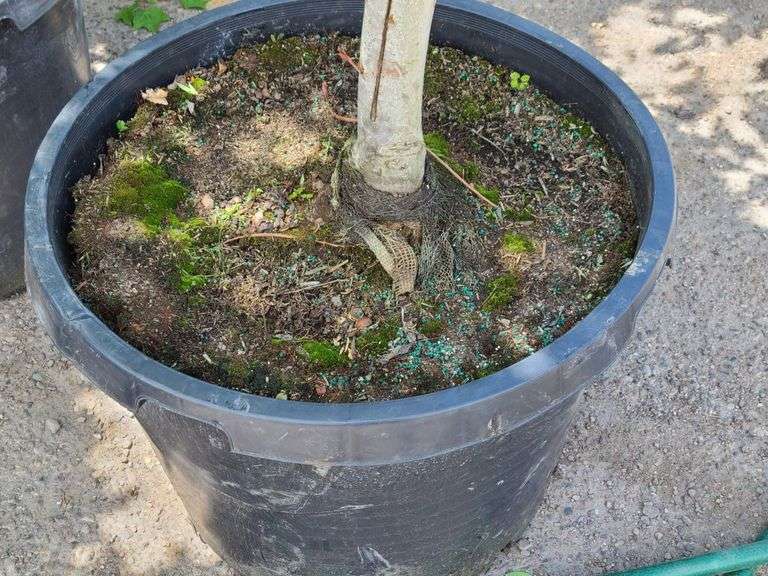 Red Oak