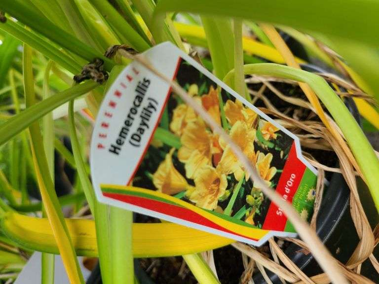 6) Daylily