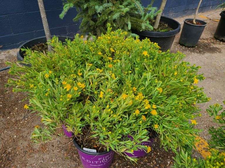 4) Cobalt-N-Gold Hypericum