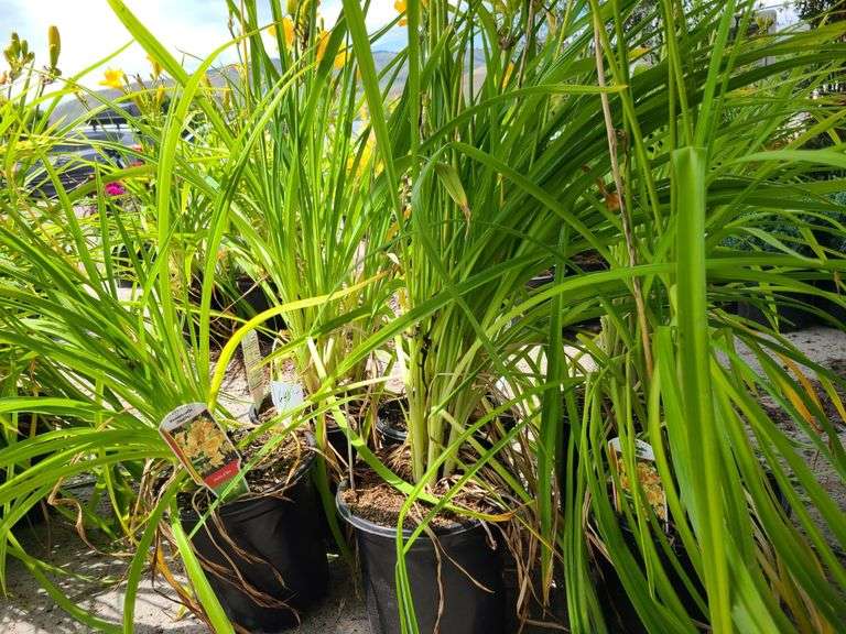 6) Daylily