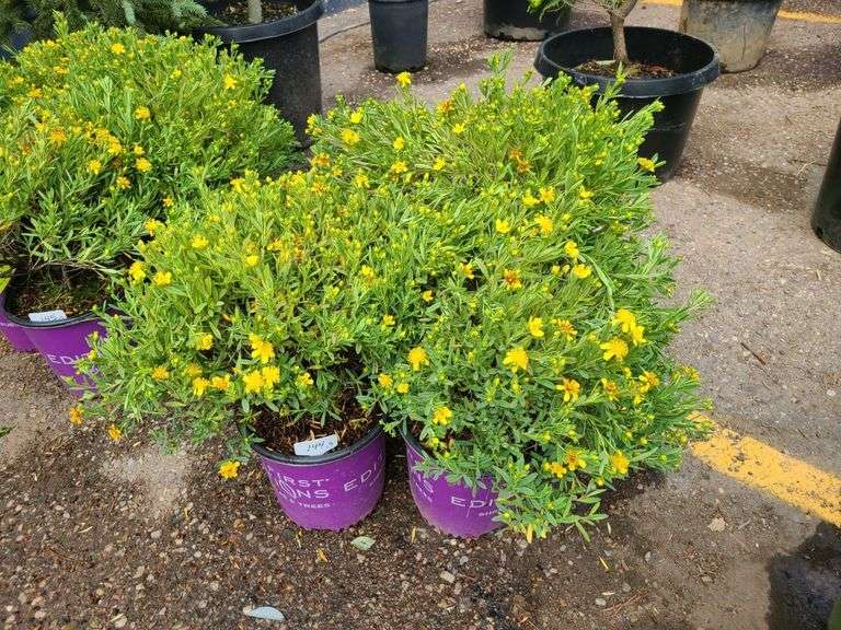 3) Cobalt-N-Gold Hypericum