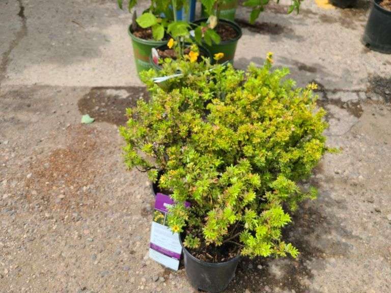 5) Marmalade Potentilla