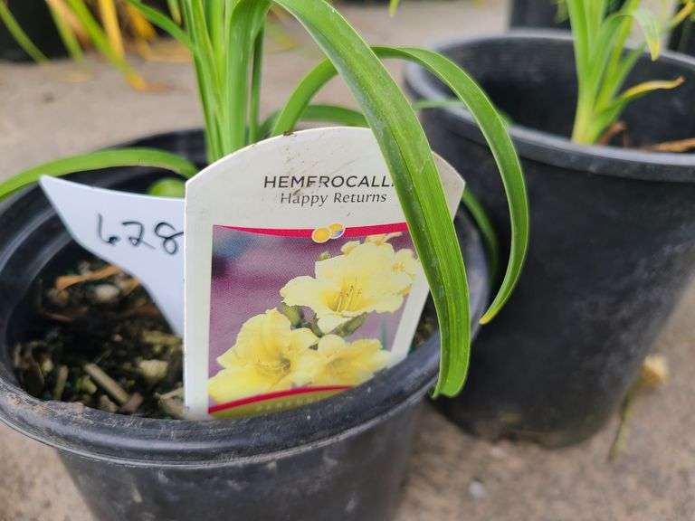 2) Hemerocallis Happy Returns Daylily