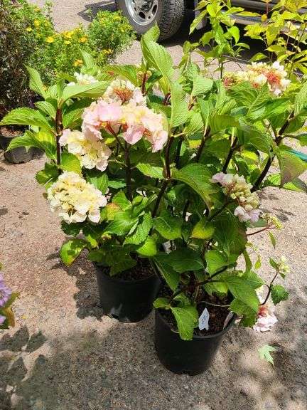 2) Hydrangea