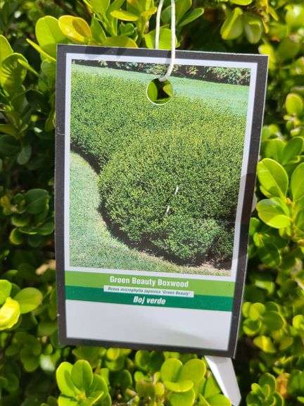 Green Beauty Boxwood