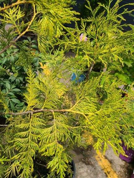 2) Cypress