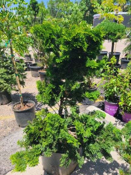 Chamaecyparis Obtusa