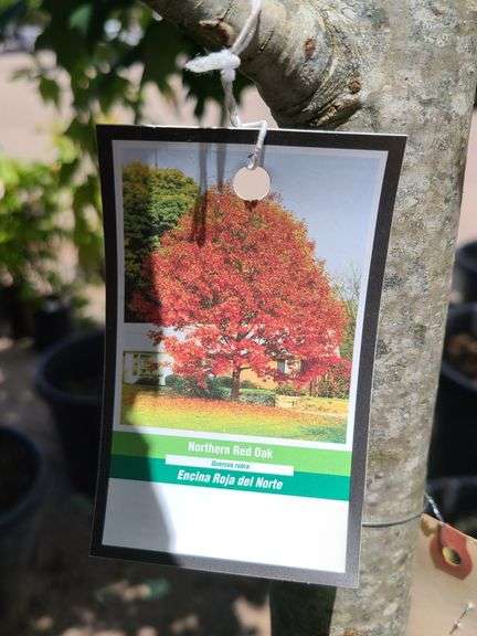 Northern Red Oak