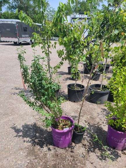 Straight Talk Privet, European White Birch