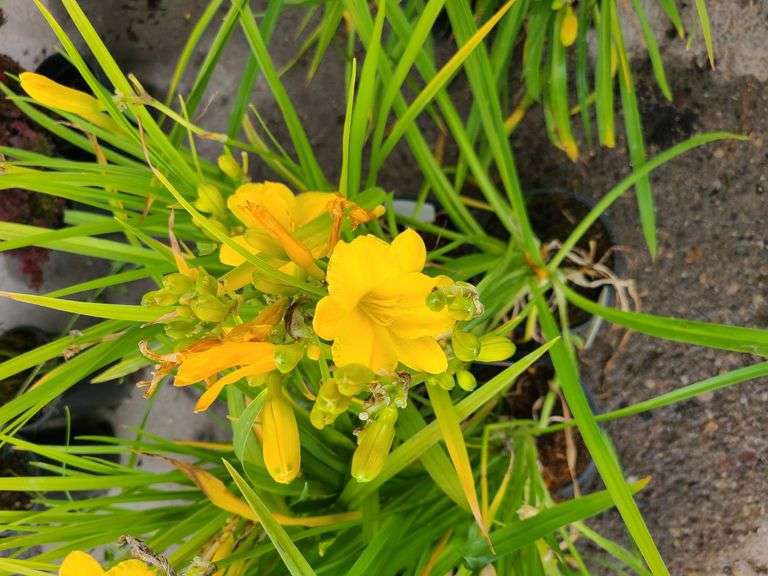 6) Daylily