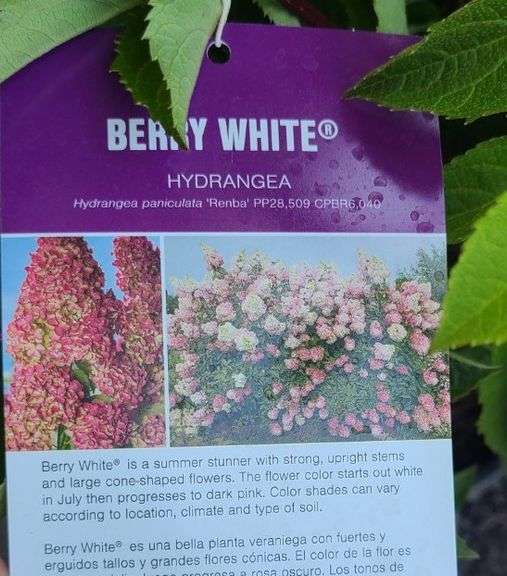 6) Berry White Hydrangeas