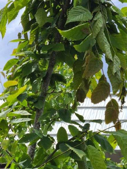 American Hornbeam