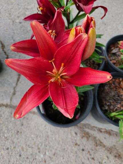 4) Lilium Dwarf Violet