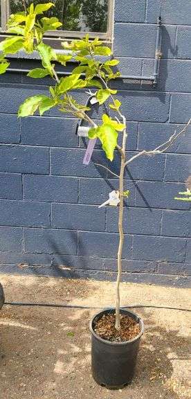 Variegated Magnolia