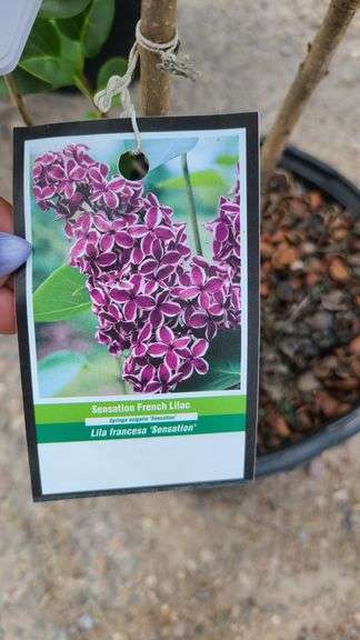French Lilac