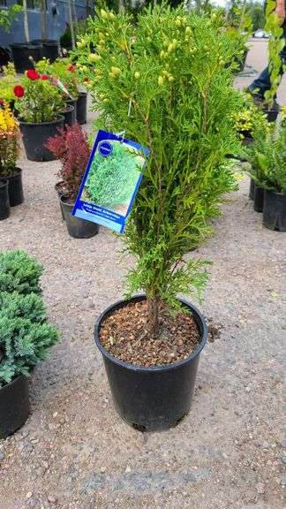 Little Giant Arborvitae