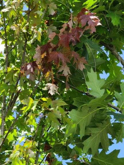 London Planetree