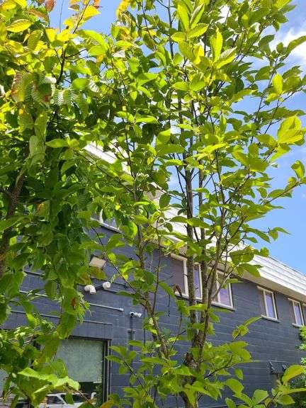 Hornbeam Tree