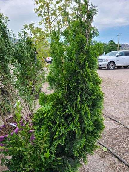 2) Miss Kilm Lilacs, Emerald Green Arborvitae
