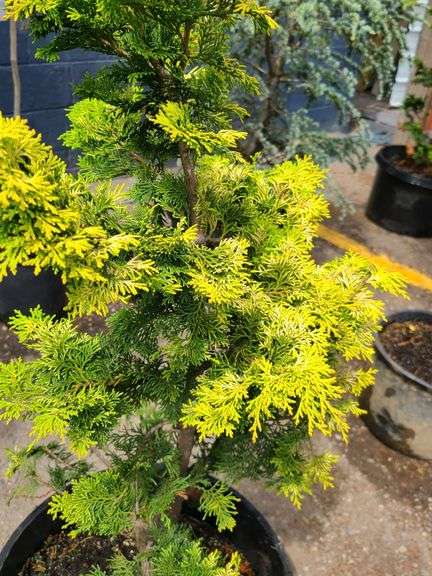 Hinoki Cypress