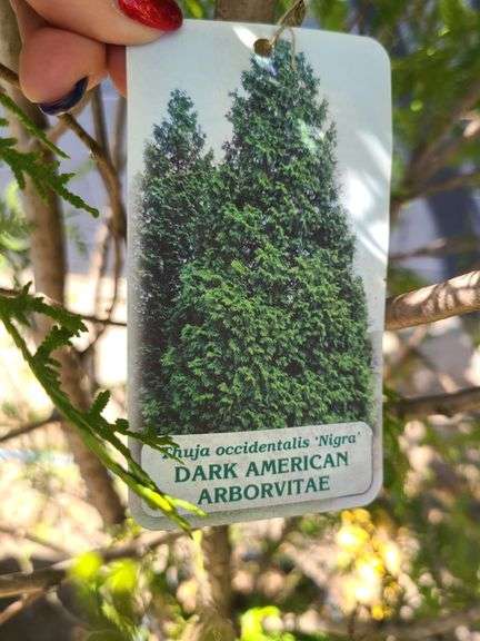 Dark American Arborvitae