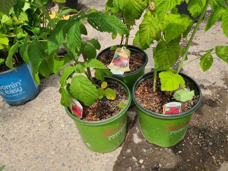 1) Red Raspberry and 2) Everbearing Raspberry