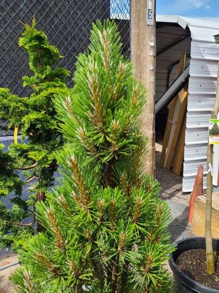 Pine