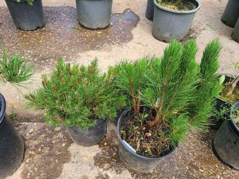 3) Pines