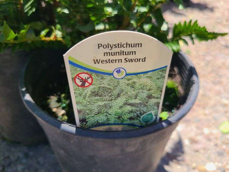 3) Western Sword Fern