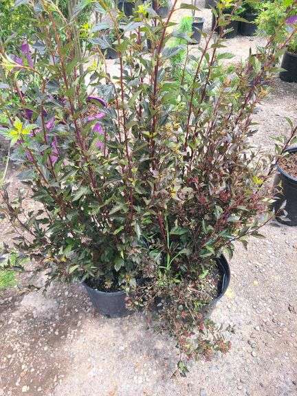 3) Ninebark Plants