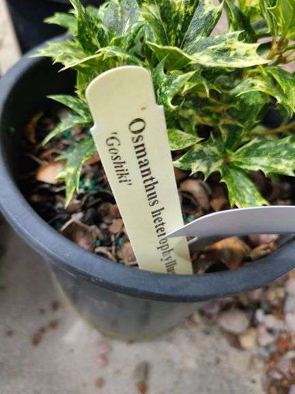 4) Osmanthus Heterophyllus 'Goshiki'