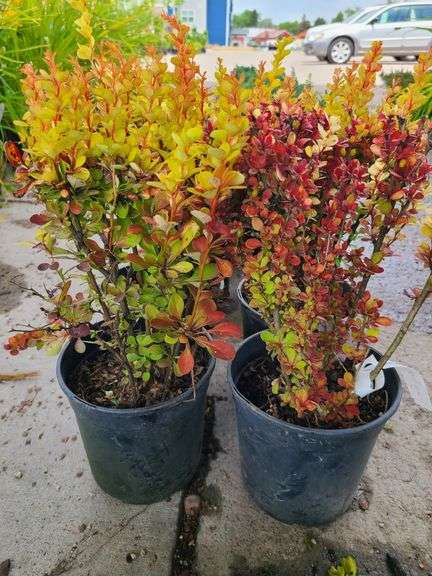 4) Orange Torch Barberry