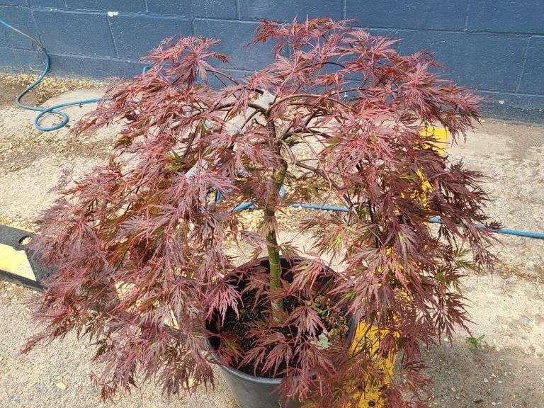 Lace Leaf Japanese Maple