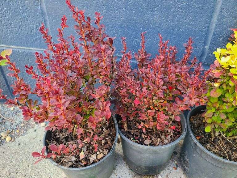 5) Barberry Bushes