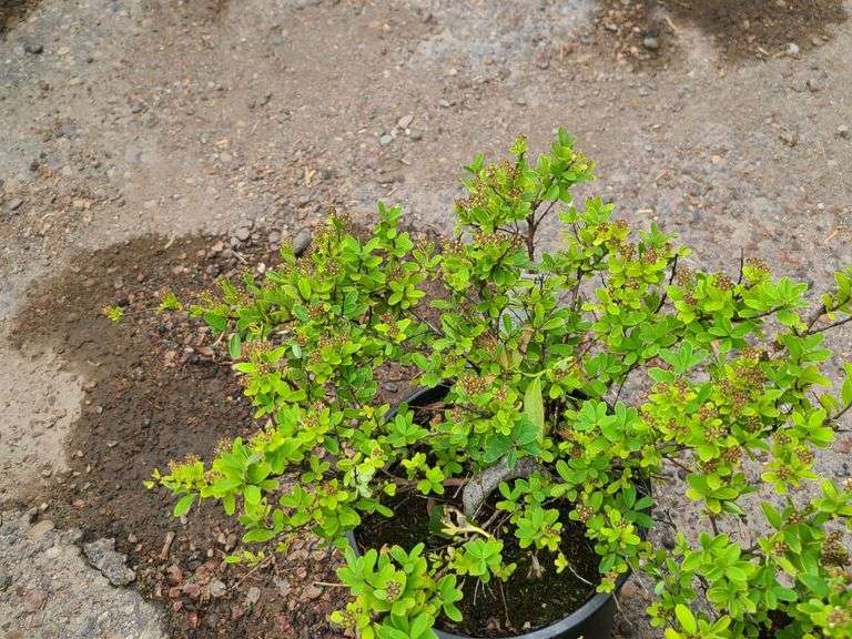 3) Snowmound Spirea