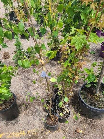 European White Birch, 3) Radiant Japanese Maple, Norway Maple