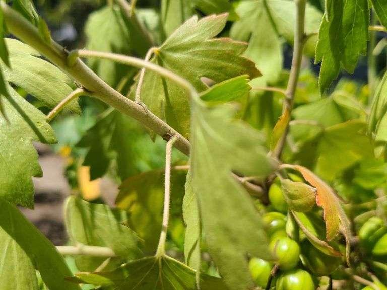 Thornless Gooseberry