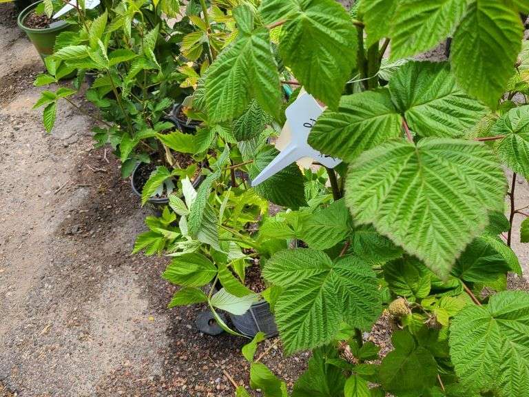 2) Red Raspberry