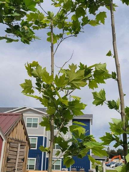 London Plane Tree