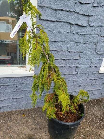 Alaskan Cedar