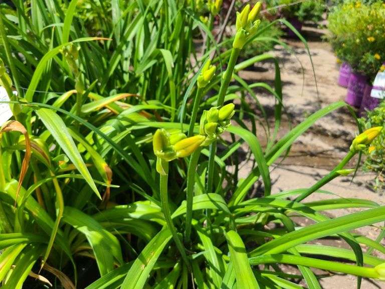 3) Daylilies