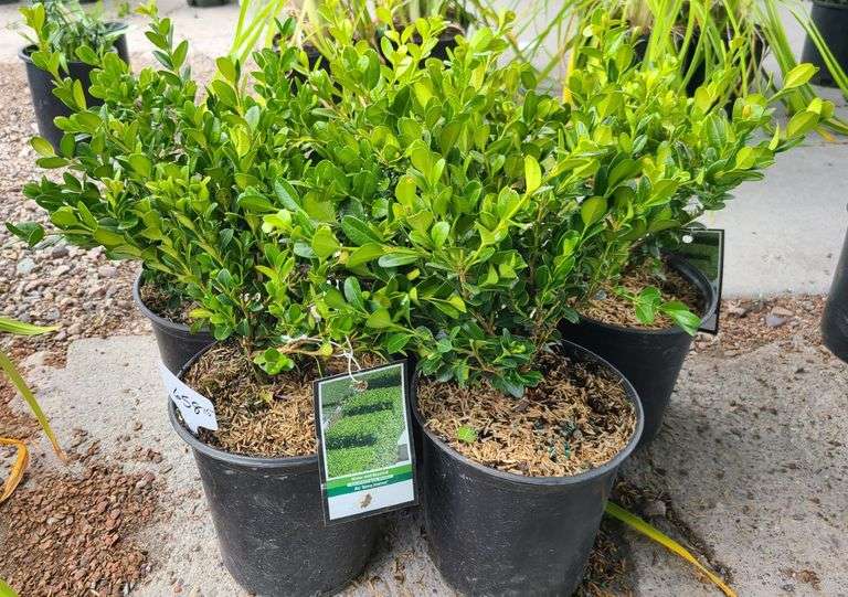 5) Winter Gem Boxwood