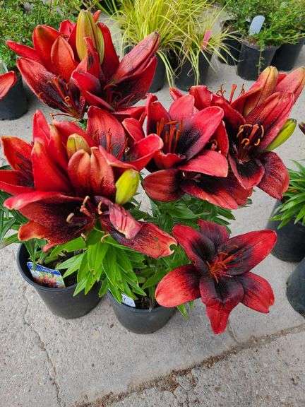 2) Dwarf Asiatic Lilies