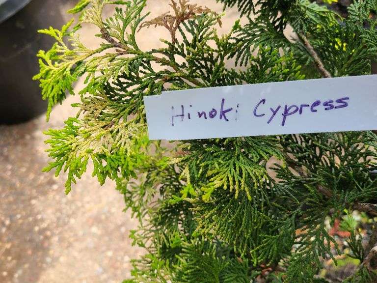 Hinoki Cypress