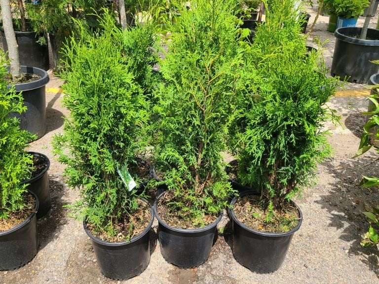 6) Skybound Arborvitae